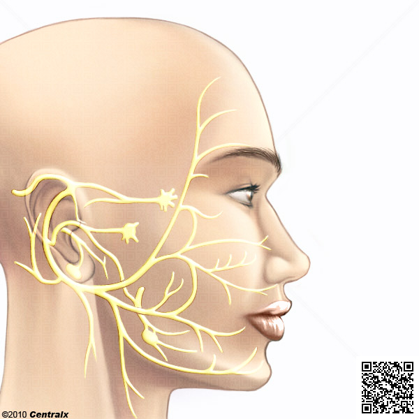 Segmentos do nervo facial